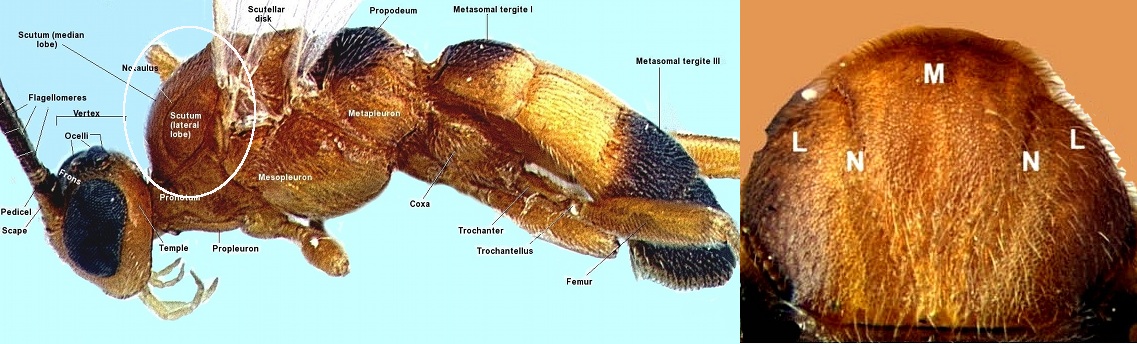 image of A. accohannocki habitus and scutum